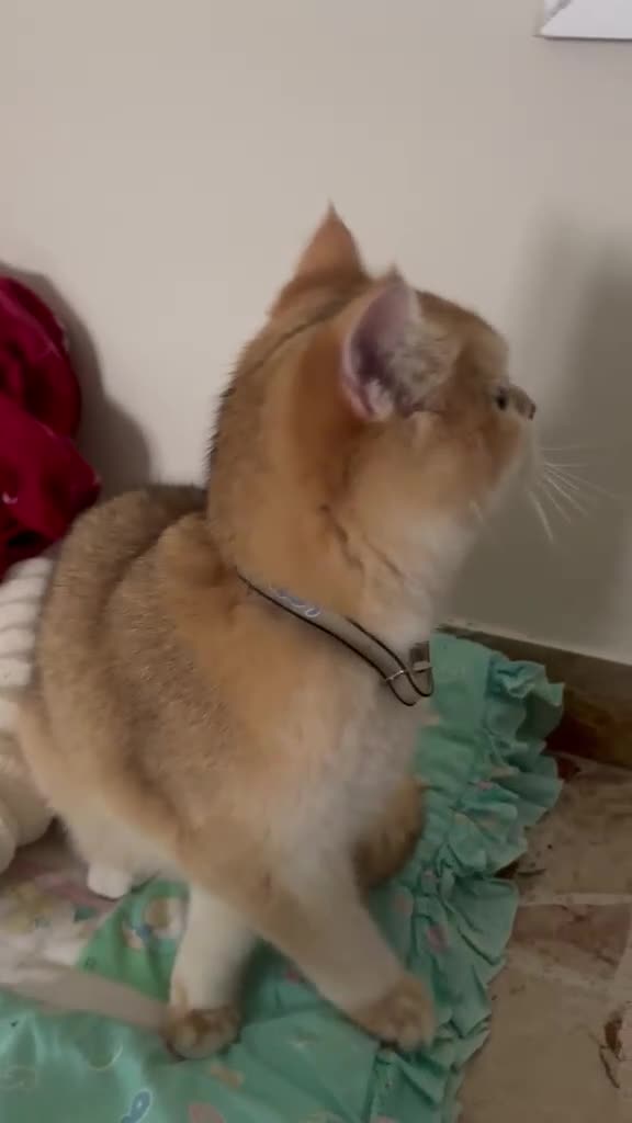 British gatti per accoppiamento: british da monta - Video 2