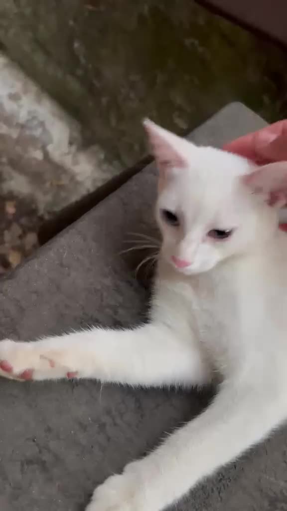 Altre razze gatti in regalo: LIALA GATTINA SPLENDIDA - Video 1