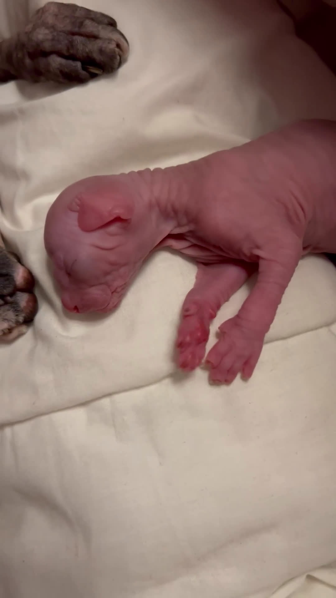 Sphynx gatti in vendita: Sphynx  a Città metropolitana di Roma Capitale - Video 1