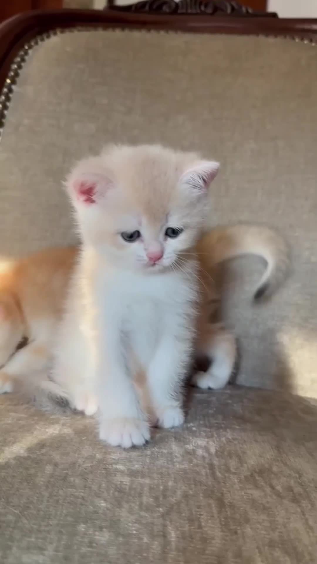 British gatti in vendita: British shorthair blue golden ay12 - Video 1