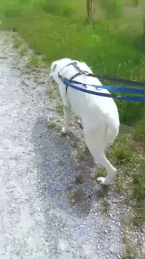 Meticcio cani in regalo: SONO GENNA CERCO AMORE - Video 2