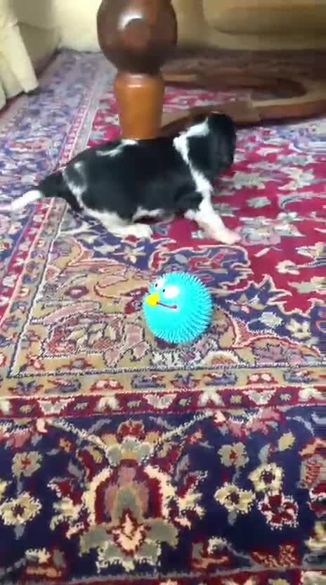 Cavalier King cani in vendita: Cuccioli di Cavalier King Charles Spaniel - Video 1
