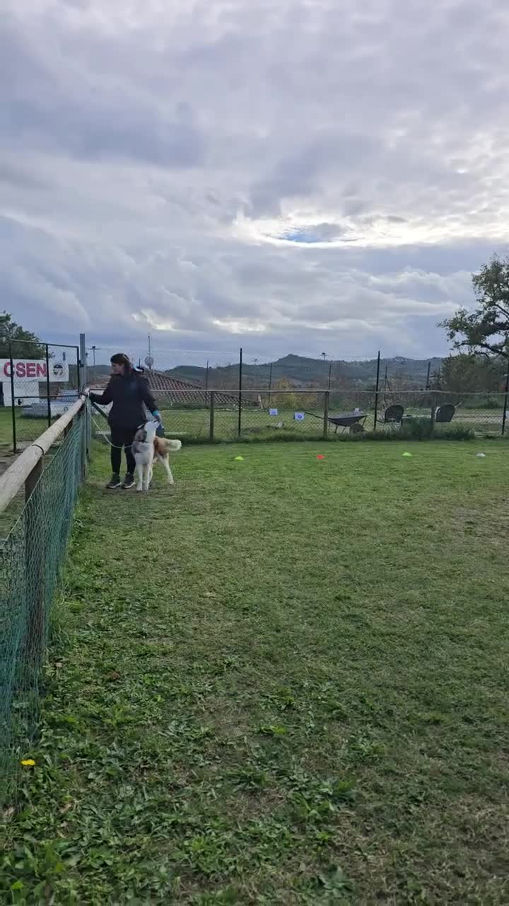 Husky cani per accoppiamento: Trek cerca amore a Provincia di Perugia - Video 1