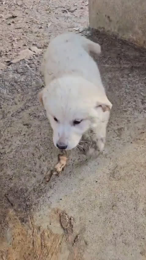 Meticcio cani in regalo: Patatina: 4 mesi taglia grande  - Video 5