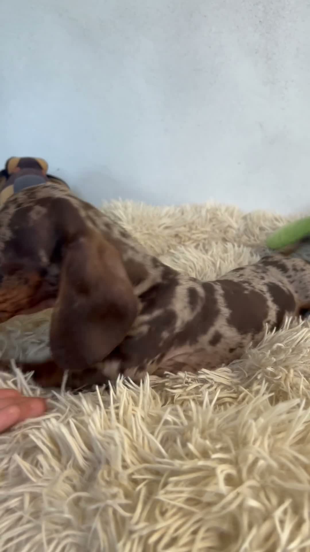 Bassotto cani in vendita: Disponibile cucciolo maschio di bassotto kaninchen - Video 2