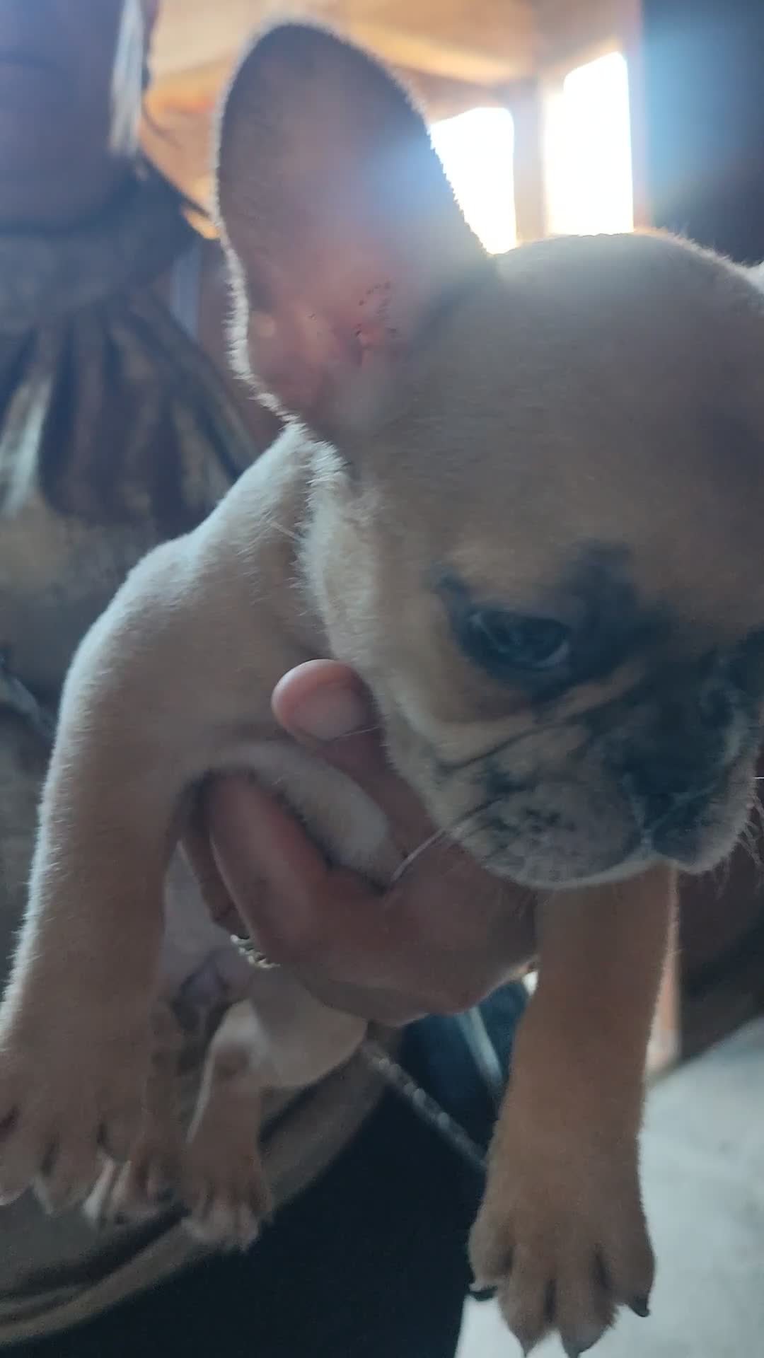 Bulldog Francese cani in vendita: Bulldog francese esotici  - Video 4