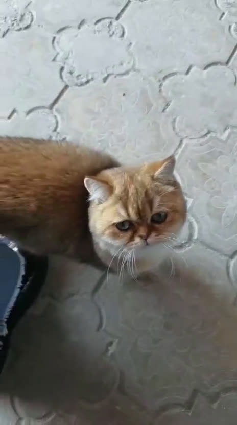 Scottish gatti in vendita: Scottish straight gold - Video 1