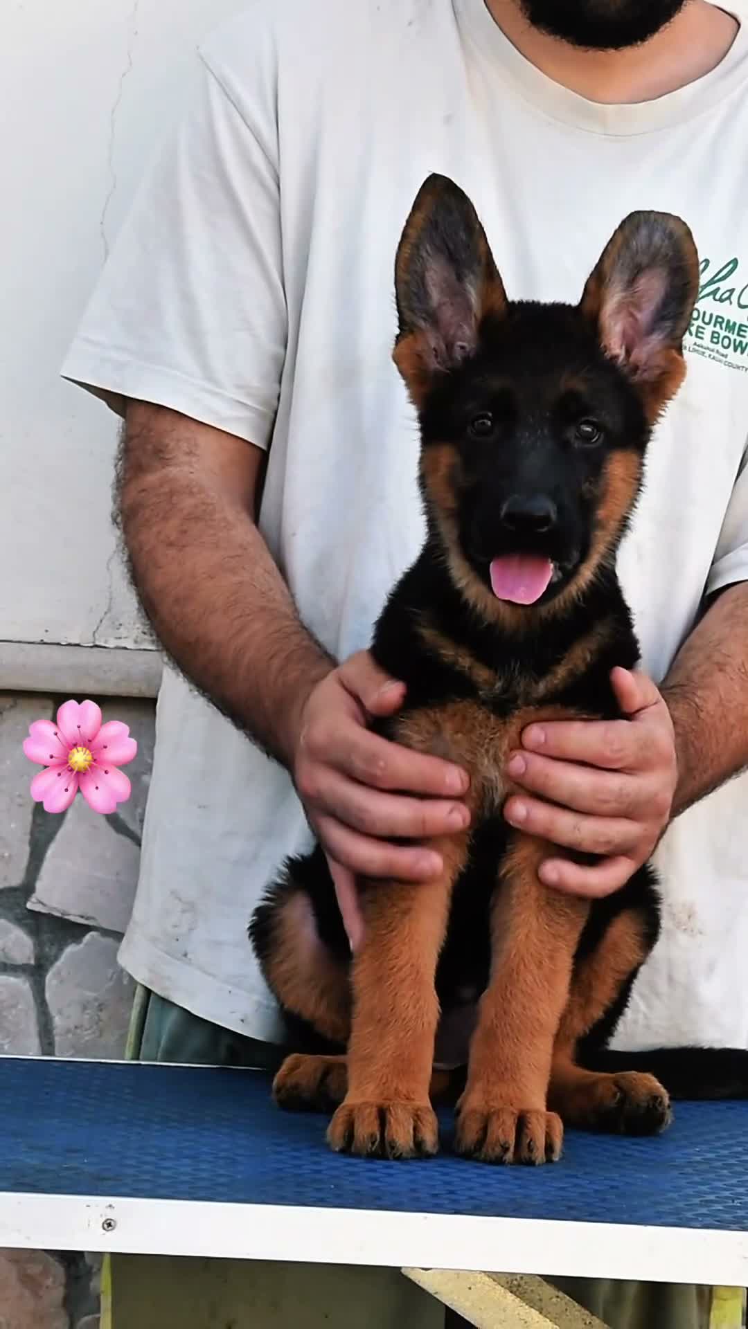 Pastore Tedesco cani in vendita: Cuccioli disponibili 🐾❤️ - Video 1