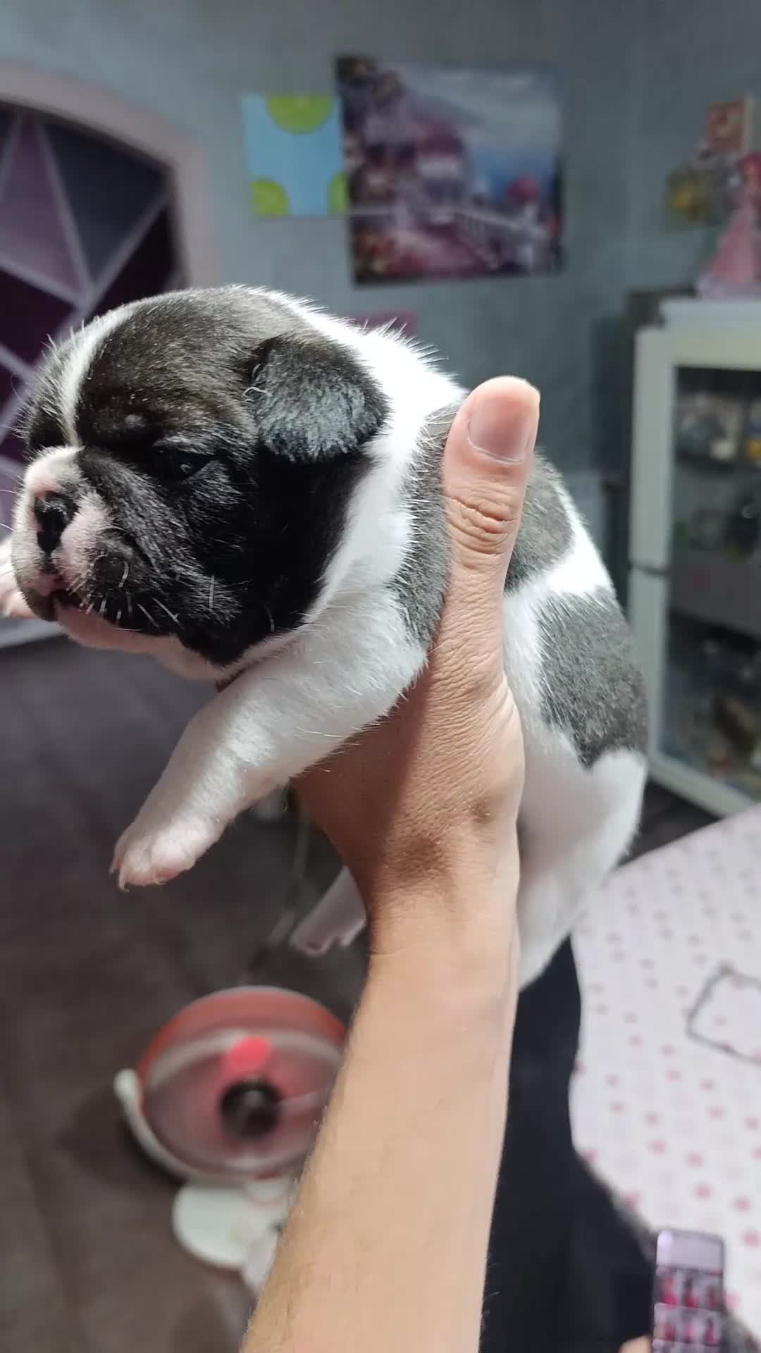 Bulldog Francese cani in vendita: Cuccioli di bulldog francese  a Città metropolitana di Palermo - Video 1