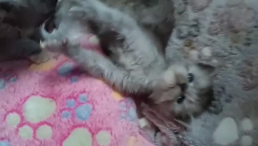 Maine Coon gatti in vendita: SPLENDIDA CUCCIOLATA  - Video 1