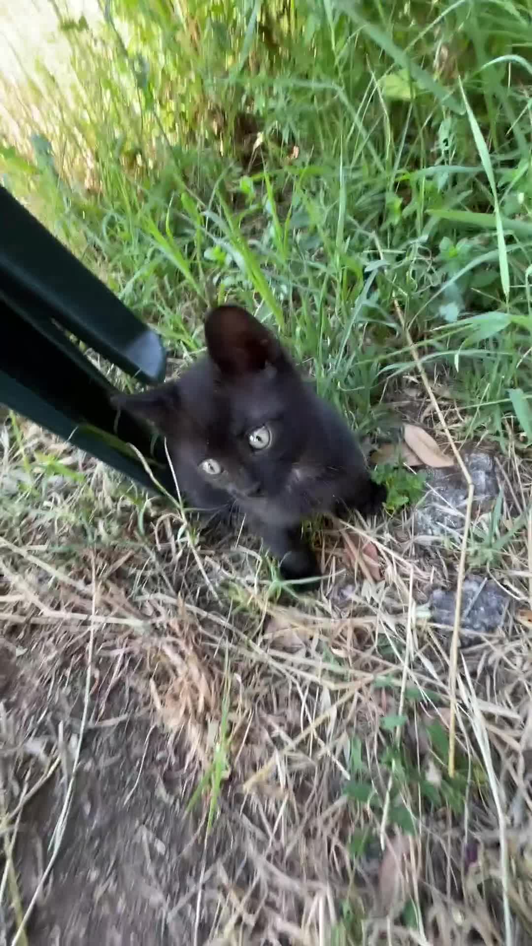 Europeo gatti in regalo: Gattino nero 2 mesi  - Video 1