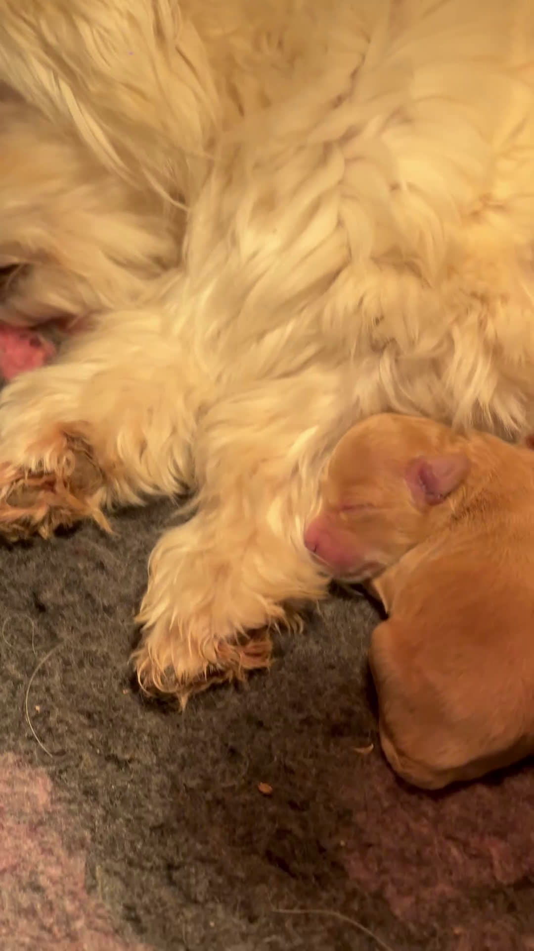 Maltipoo cani in vendita: Cuccioli di Maltipoo - Video 1