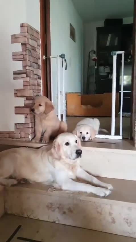 Golden Retriever cani in vendita: 2 maschietti Golden retriever a Provincia di Terni - Video 1