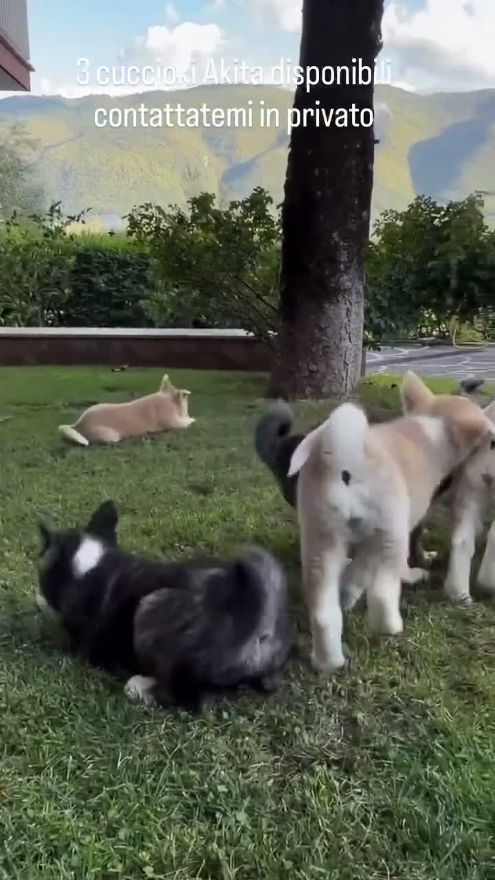 Akita Inu cani in vendita: Cuccioli Akita a Città metropolitana di Roma Capitale - Video 1