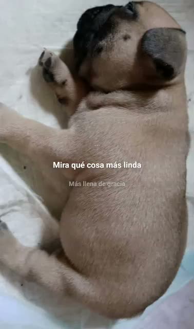 Bulldog Francese cani in vendita: Splendidi cuccioli di bouldogue francese  - Video 3