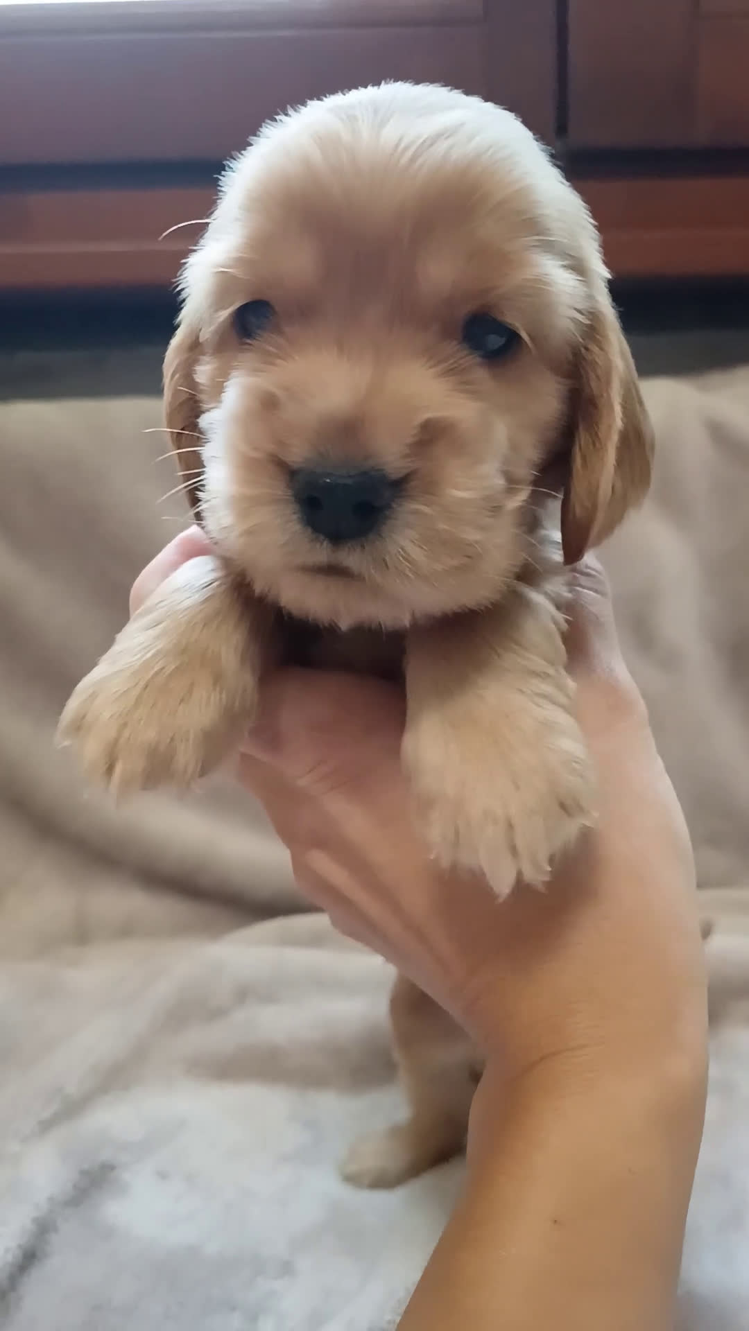 Cocker cani in vendita: Cuccioli Cocker Spaniel  - Video 2