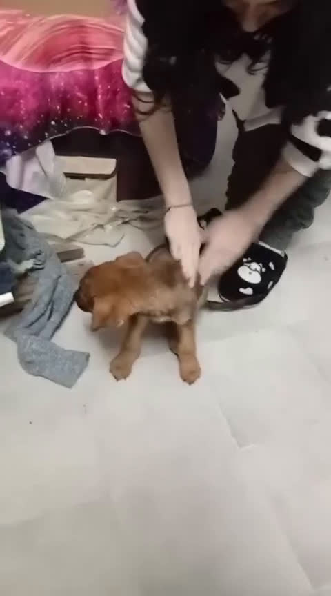 Meticcio cani in regalo: Clarissa, cucciola Meticcia in Canile - Video 1