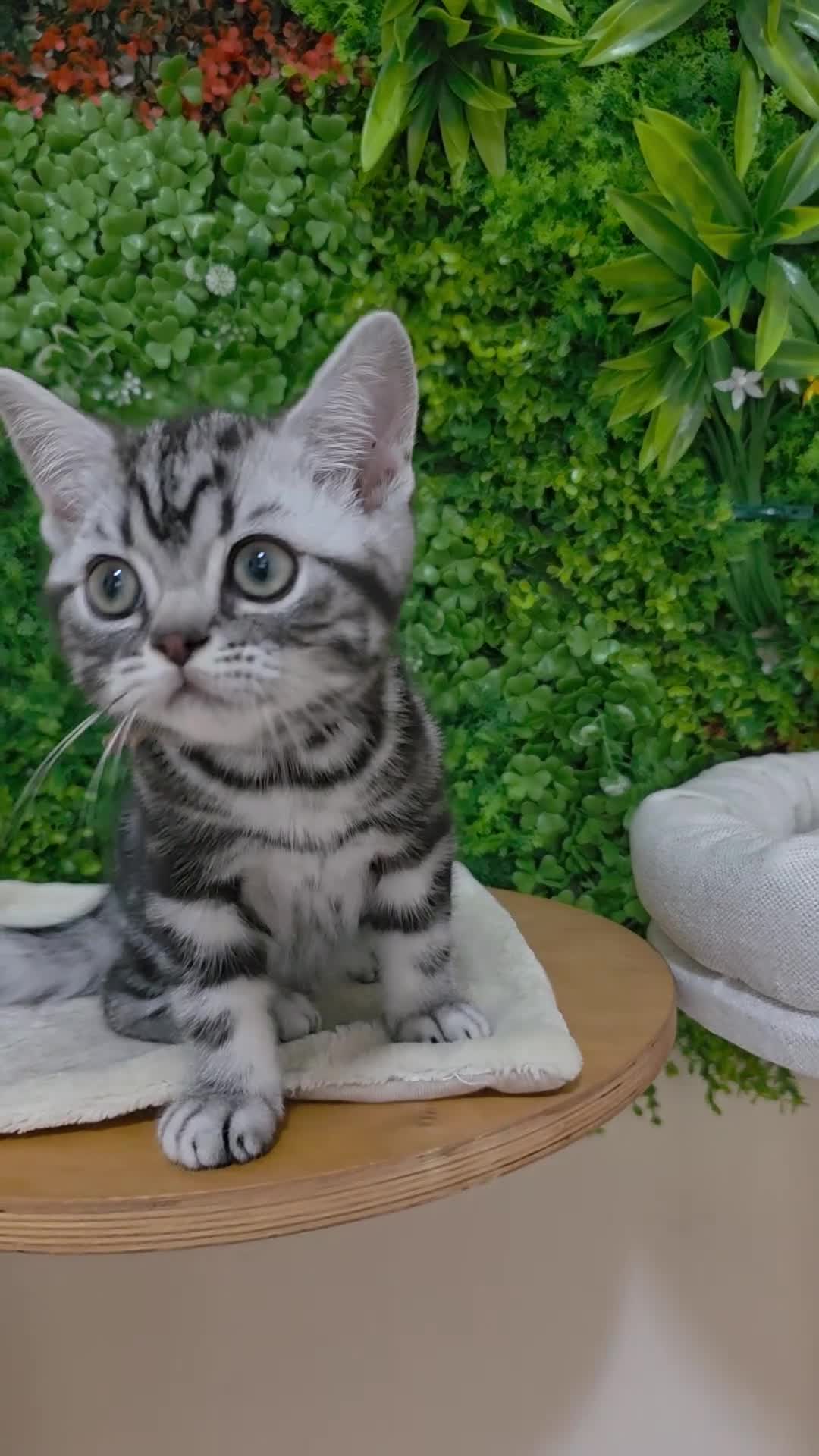 British gatti in vendita: British Shorthair con pedigree  - Video 3