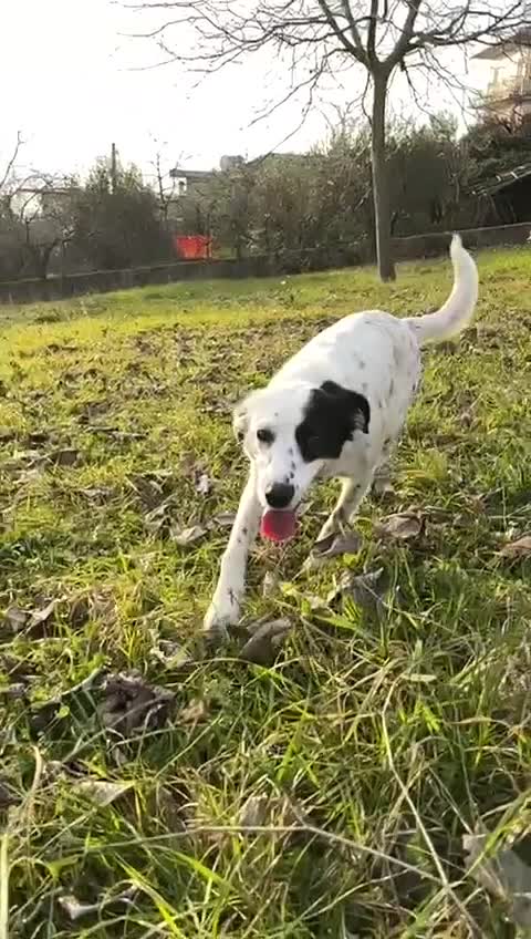 Meticcio cani in regalo: 🐾 Zoe cerca casa a Provincia di Frosinone - Video 1
