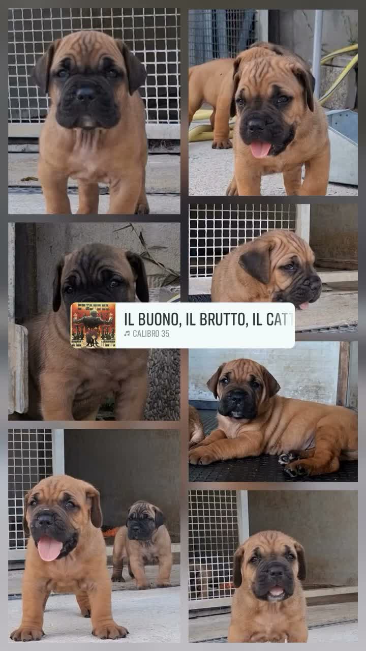 Cane Corso cani in vendita: Cane corso - Video 2