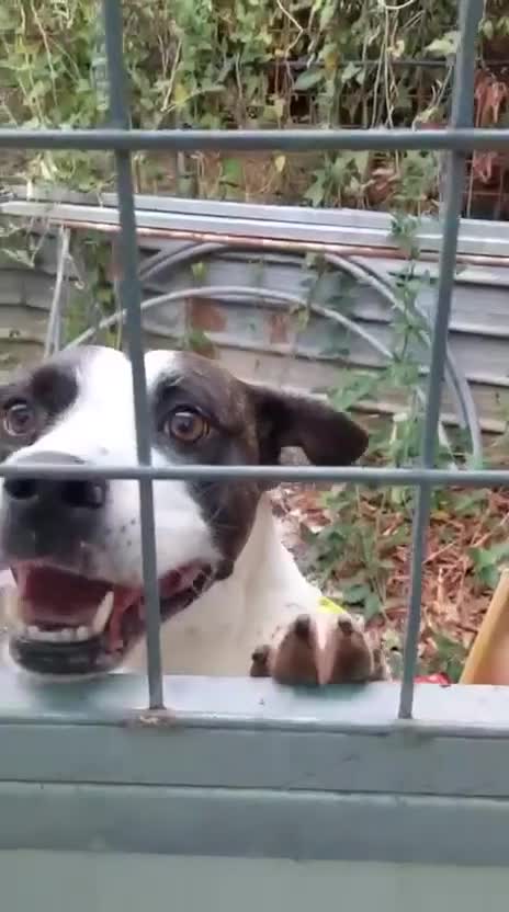 Meticcio cani in regalo: Fiorella: energia pura, bontà infinita  - Video 3