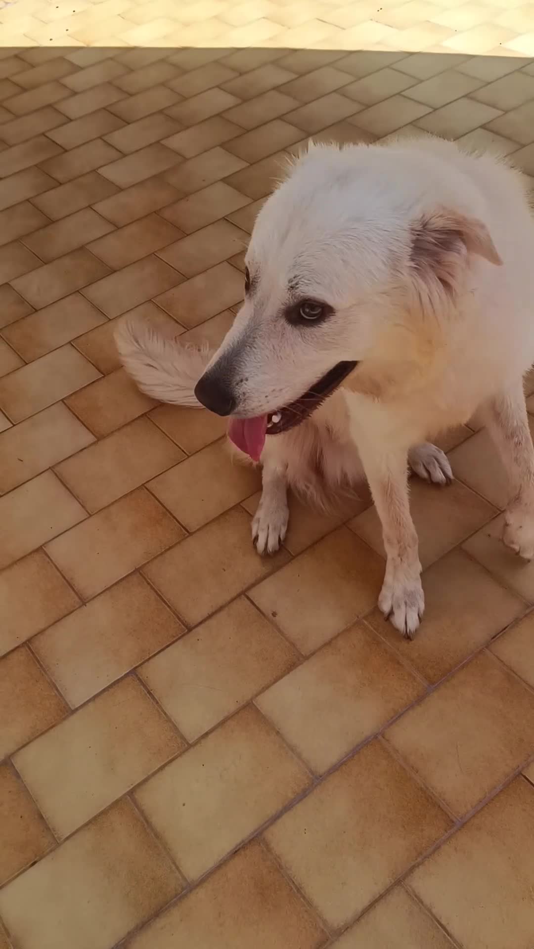 Meticcio cani in regalo: Simil maremmano  - Video 2