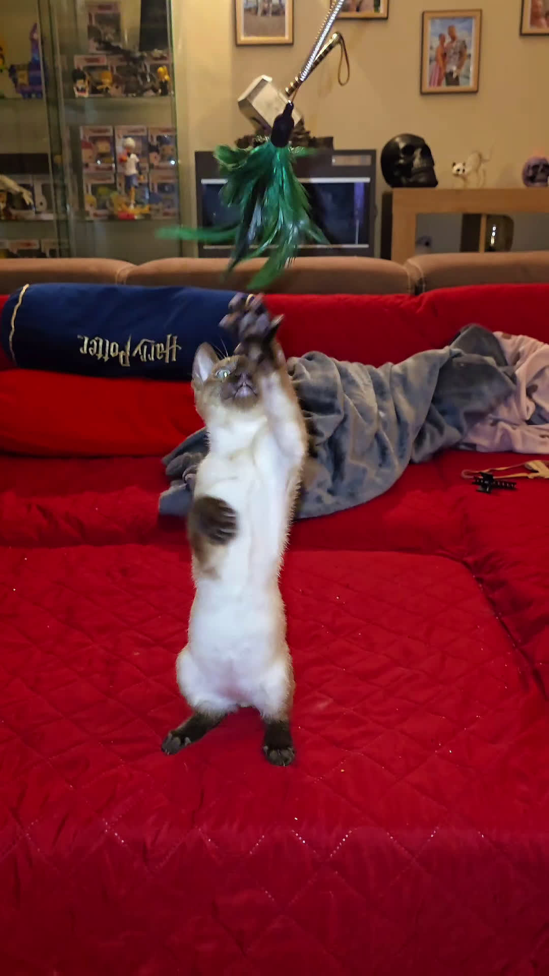 Bengala gatti in vendita: Cucciolo gatto bengala  - Video 2