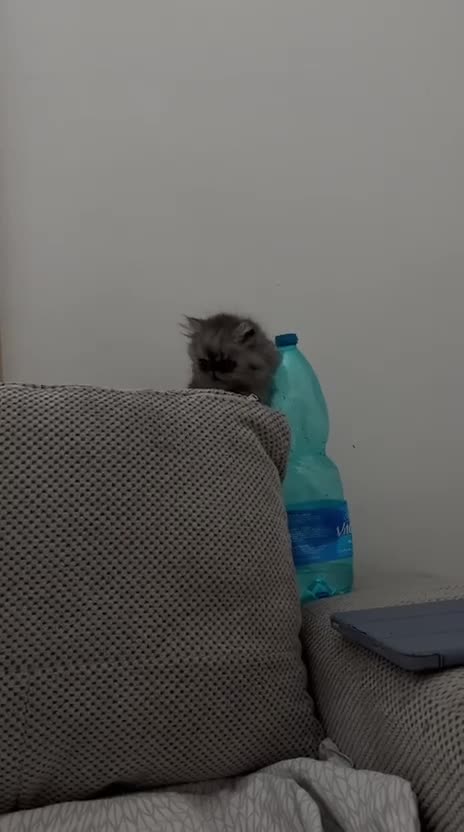 Persiano gatti in vendita: Splendidi Gattini Persiani  - Video 2