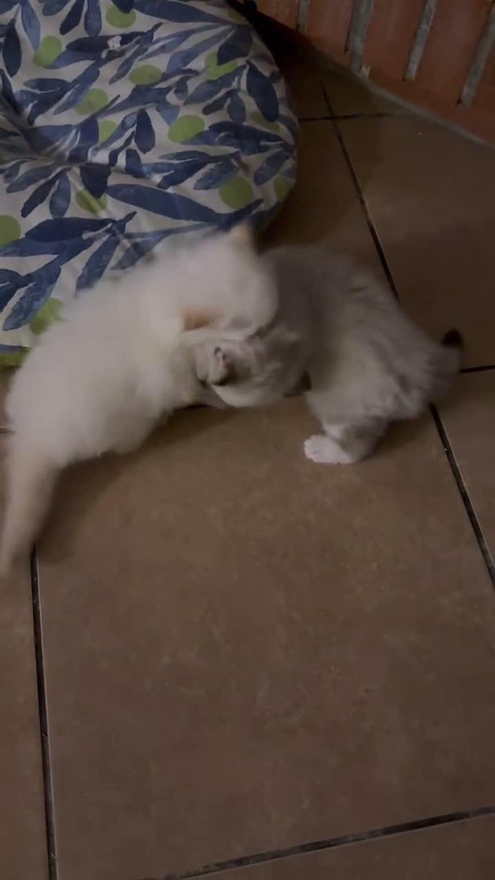 Ragdoll gatti in vendita: Splendidi cuccioli di Ragdoll - Video 3