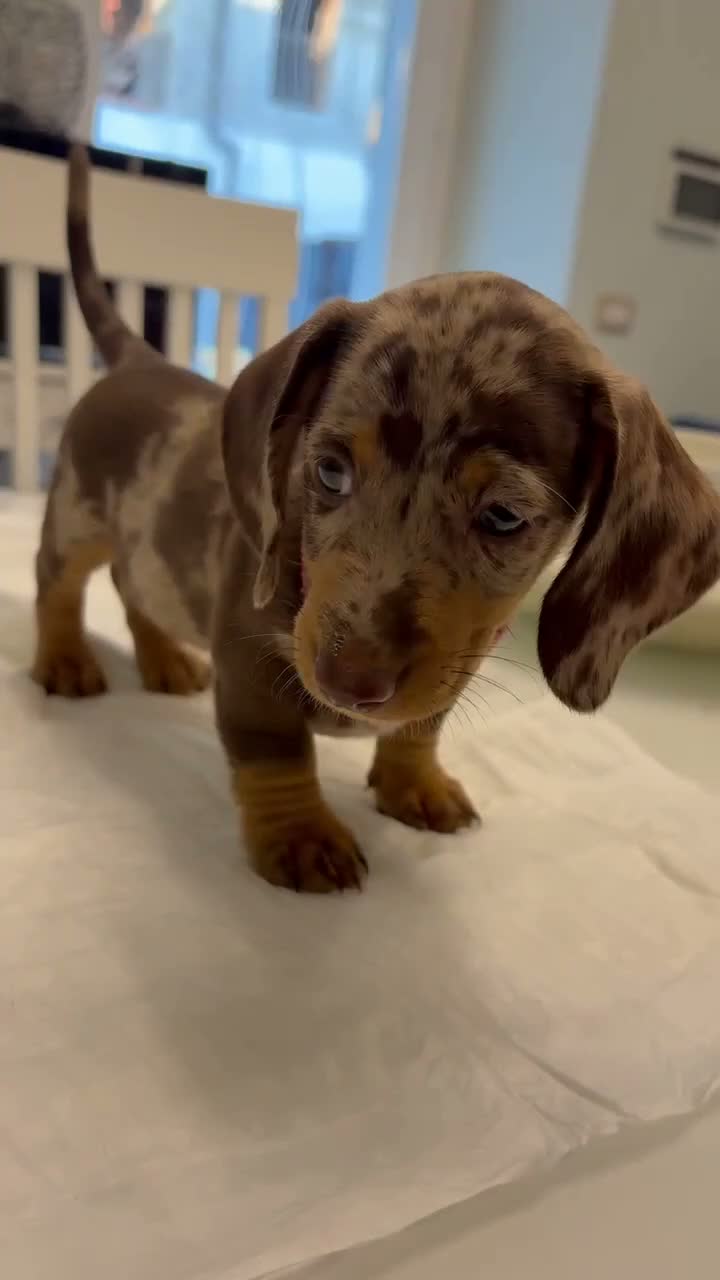 Bassotto Nano cani in vendita: Cucciola di Bassotto Arlecchino Cioccolato fem. - Video 1
