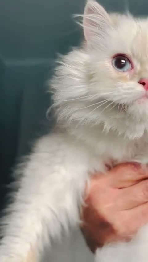 British gatti in vendita: Cucciolo di British Longhair  a Provincia di Perugia - Video 2