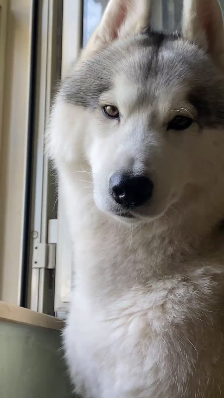 Husky cani per accoppiamento: Cerco femmina di Husky per accoppiamento(pedigree) a Città Metropolitana di Napoli - Video 1