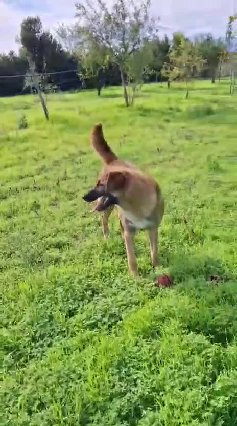 Meticcio cani in regalo: BEA 🩷-cucciola abbandonata chiusa in un sacchetto - Video 1