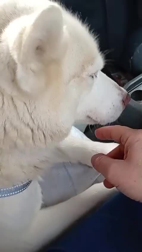 Husky cani in regalo: Masha splendida husky - Video 2