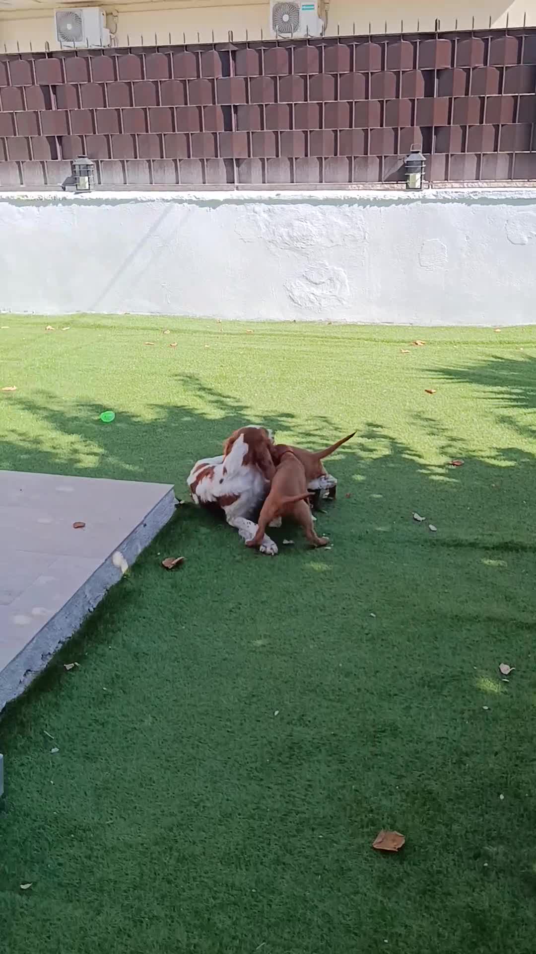 Meticcio cani in vendita: Cuccioli cani da caccia a Città Metropolitana di Bari - Video 2