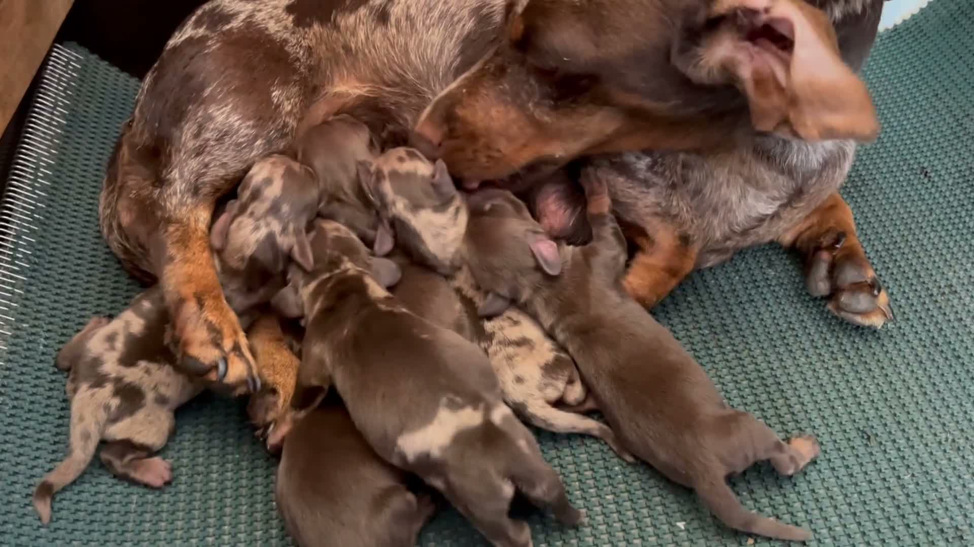 Bassotto cani in vendita: Cucciolo bassotto Arlecchino kaninnken  - Video 1