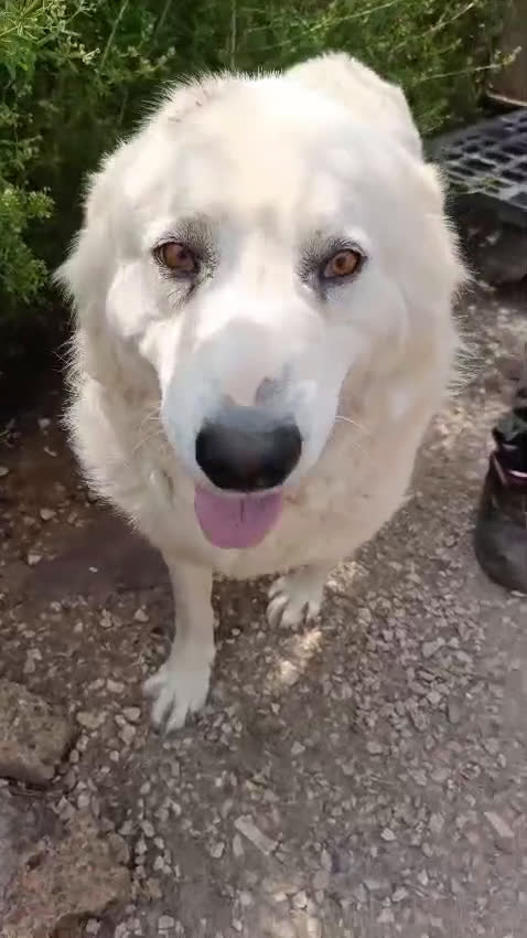 Meticcio cani in regalo: LUCKY a Provincia di Avellino - Video 2