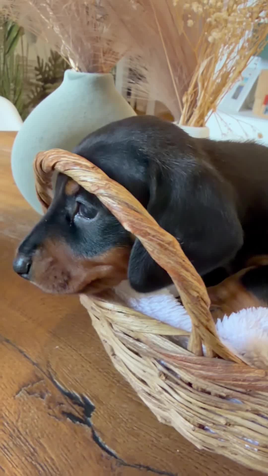 Bassotto cani in vendita: Cuccioli Bassotto Tedesco Standard Disponibili - Video 3