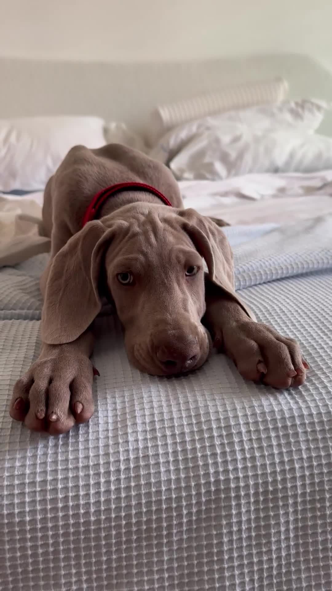 Weimaraner cani in vendita: Cucciolo di Weimaraner - Video 1