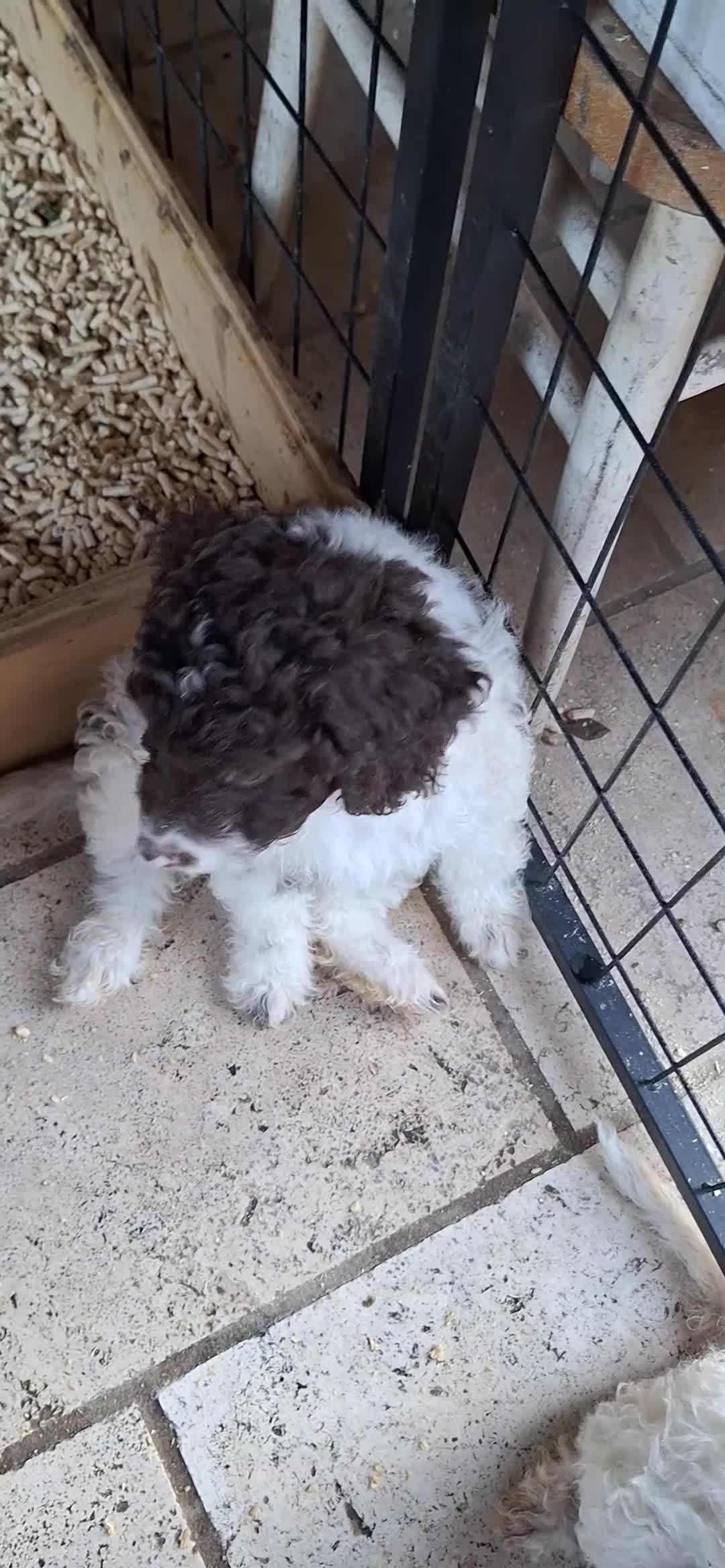 Lagotto cani in vendita: Cuccioli di Lagotto romagnolo - Video 1