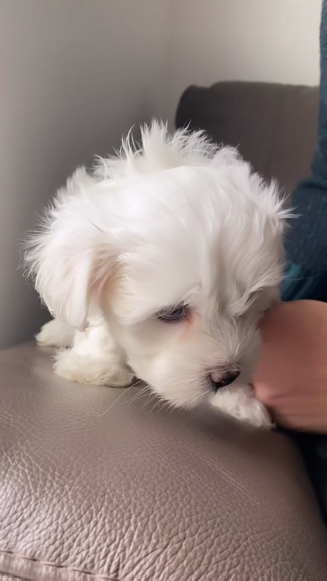 Maltese cani in vendita: Cuccioli di maltese - Video 1