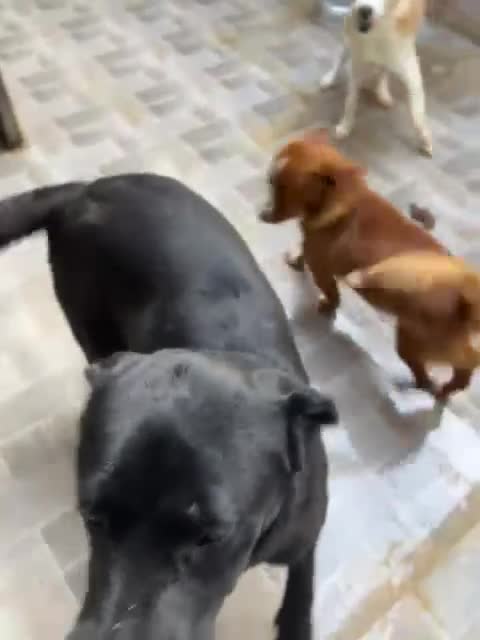 Labrador cani in regalo: Pina Labrador in Canile a Provincia di Rovigo - Video 1