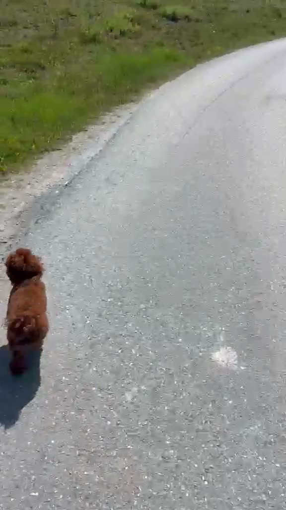 Barboncino Toy cani per accoppiamento: Cercasi fidanzatina!! a Città Metropolitana di Torino - Video 2