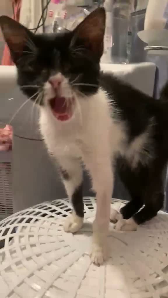 Meticcio gatti in regalo: Dolcissima micina 3 mesi  - Video 1
