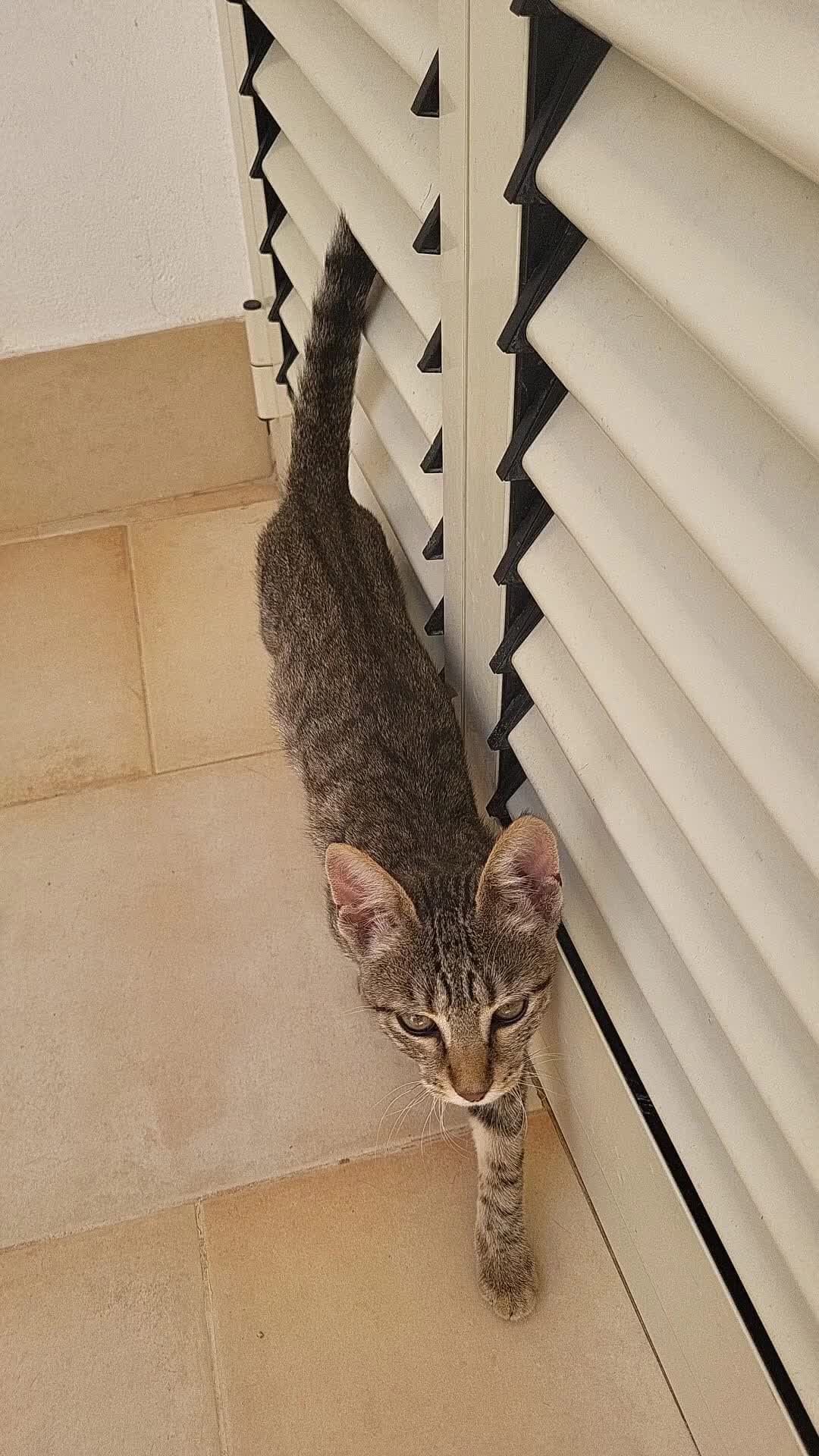 Meticcio gatti in regalo: 🐾 Splendidi gattini cercano casa! 🐾 - Video 2
