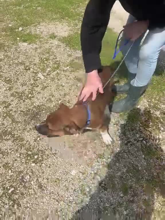 Pitbull cani in regalo: MI ADOTTI? a Città metropolitana di Roma Capitale - Video 1