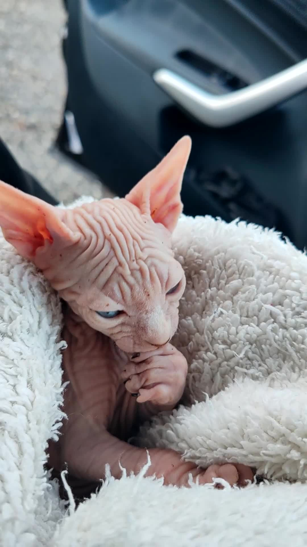 Sphynx gatti in vendita: Cuccioli Canadian Sphynx  - Video 1