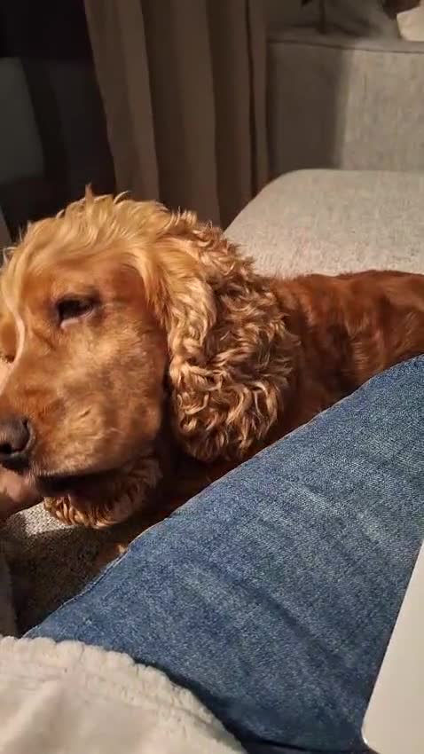 Cocker cani in regalo: Tobi cerca casa 🐶❤️ a Città metropolitana di Palermo - Video 1
