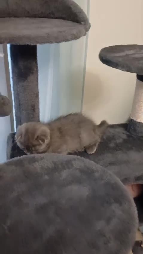 Scottish gatti in vendita: Scottish fold/straight  a Provincia di Padova - Video 5