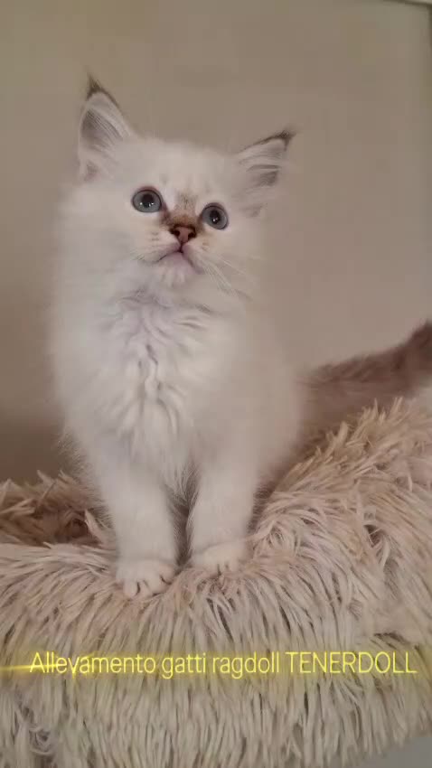 Ragdoll gatti in vendita: Ragdoll con Pedigree  - Video 4